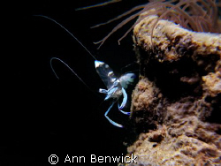 Glass Shrimp
Taken in one of the dive sites in Batangas,... by Ann Benwick 
